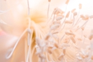 Abstract Flower Background