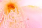 Abstract flower background