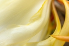 Abstract Flower Background