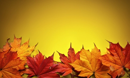 Autumn Leaves Background