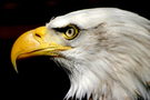 Bald Eagle 1