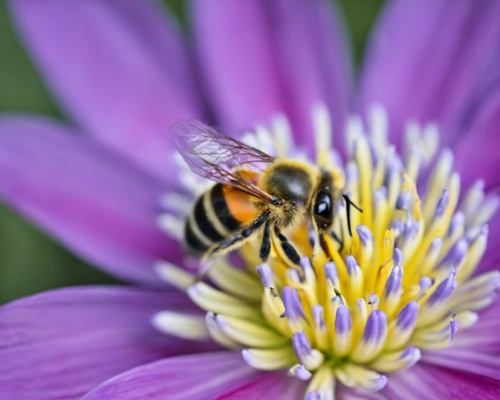 Bee on Flower
