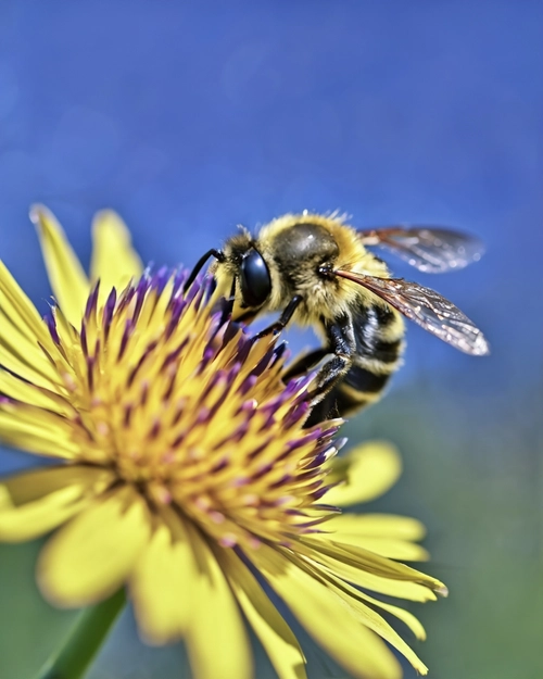 Bee on Flower