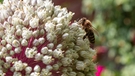Bee on Flower