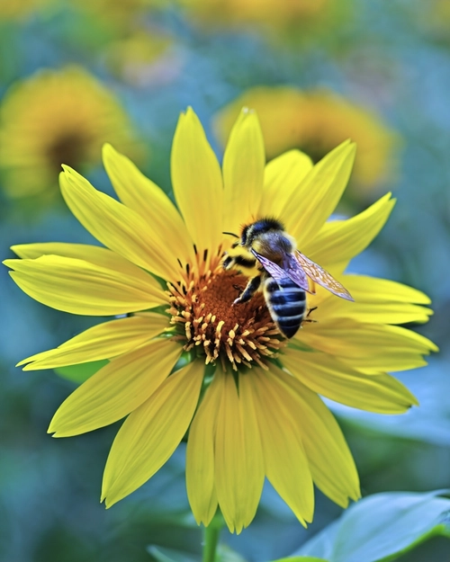 Bee on Yellow Flower