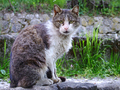 cat