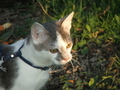 cat