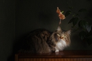 Cat and hibiscus flower
