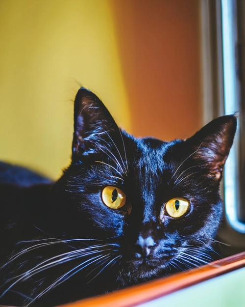 Charming Black Cat