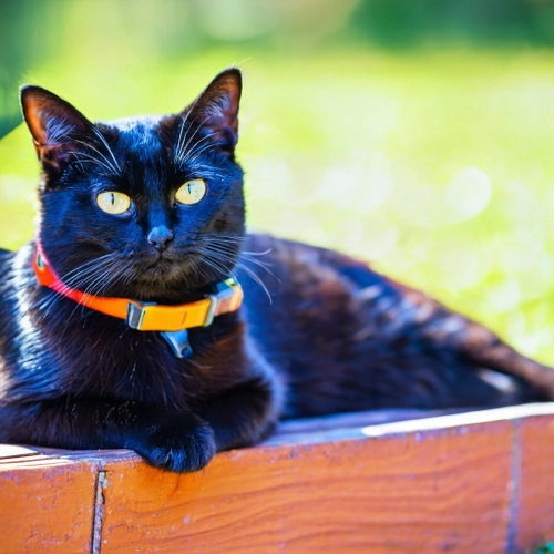 Charming Black Cat