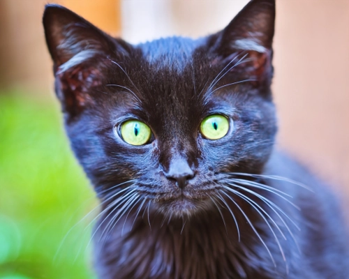 Charming Black Cat