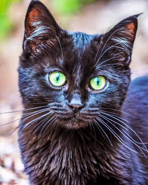 Charming Black Cat