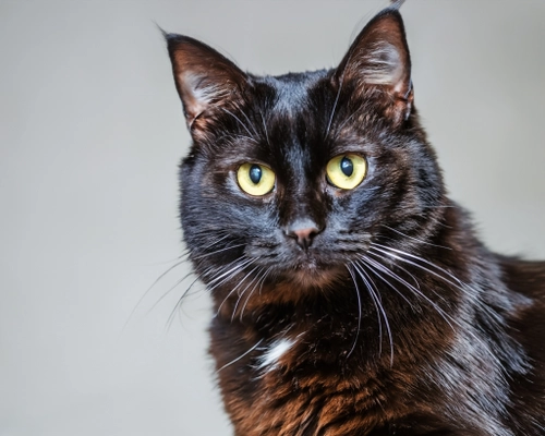 Charming Black Cat