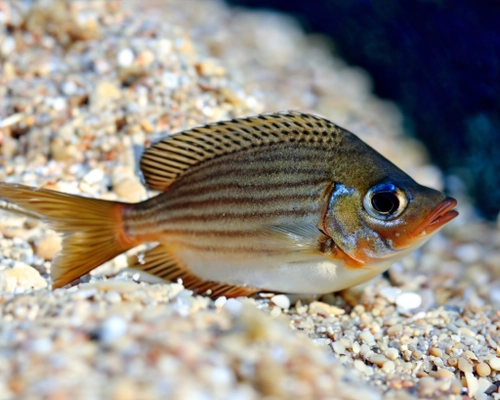 Colorful Aquarium Fish