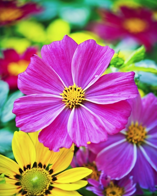 Colorful Flower Bouquet