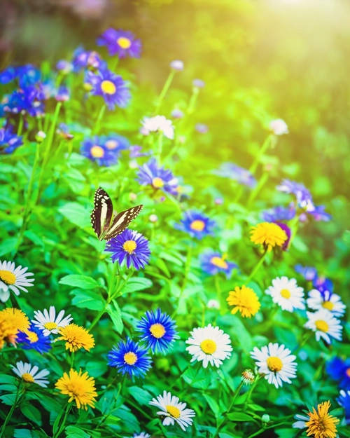 Colorful Flower Garden