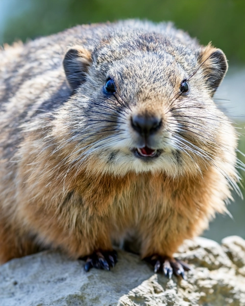 Curious Groundhog Close-Up