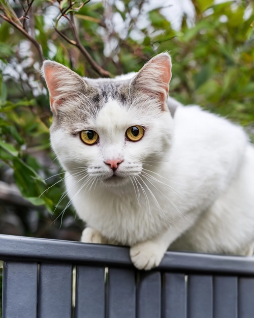 Curious White Cat