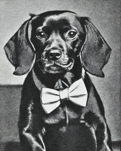 Dapper Black Dog