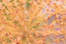 Dill Flower Abstract Vision