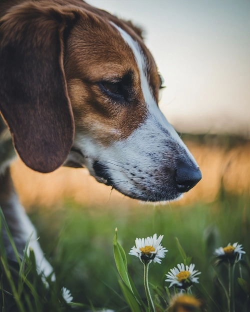 Dog Sniffing Flowers