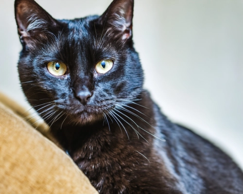 Elegant Black Cat