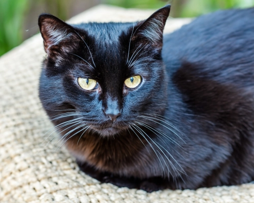 Elegant Black Cat