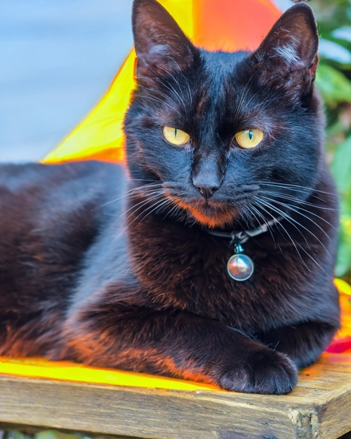 Elegant Black Cat