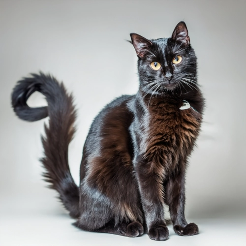 Elegant Black Cat