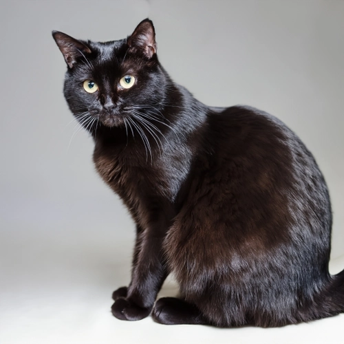 Elegant Black Cat