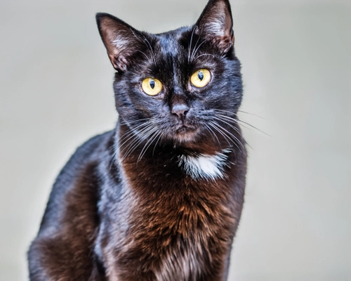 Elegant Black Cat