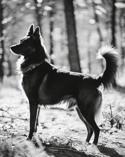 Elegant Black Dog