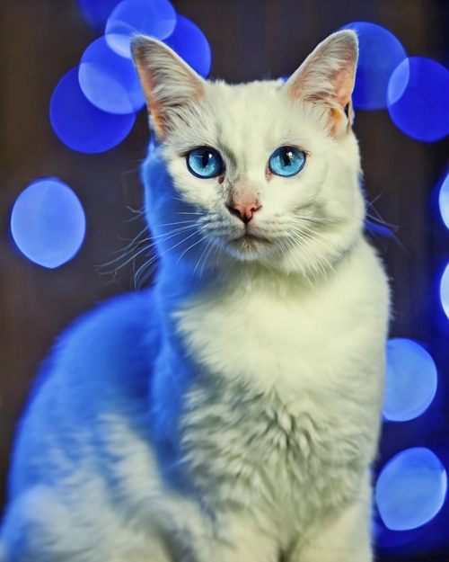 Enchanting White Cat