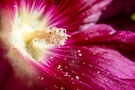 Flower Macro