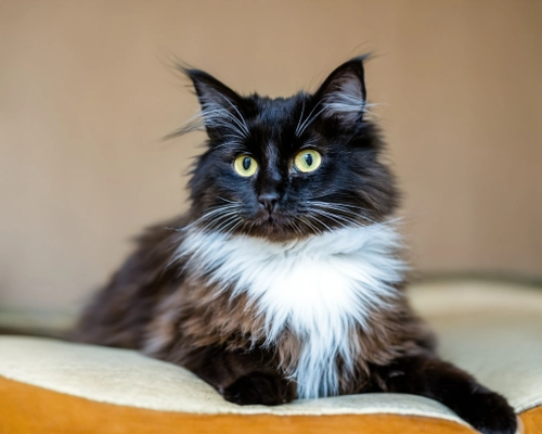 Fluffy Black Cat