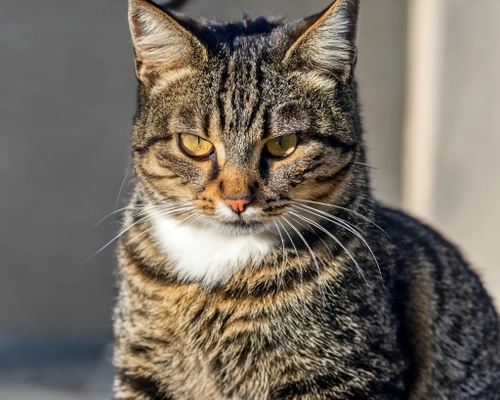 Focused Tabby Cat
