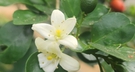 White Geranium Flower