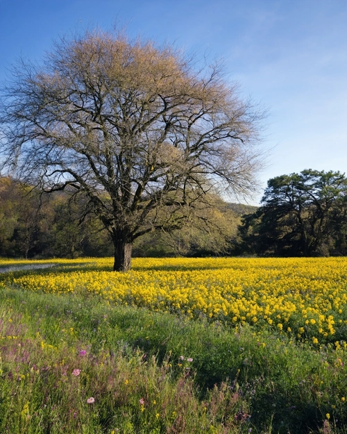 Golden Flower Field