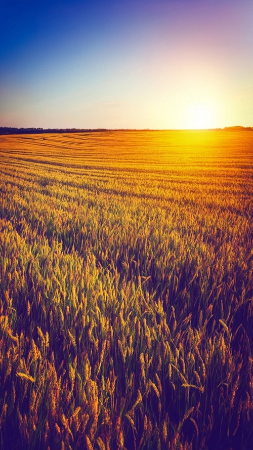 Golden Sunrise Field