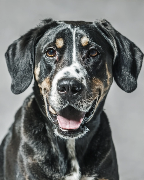 Happy Black Dog