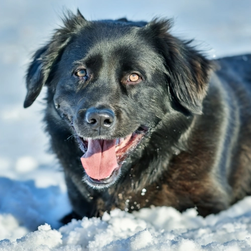 Happy Black Dog