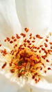 Inside flower