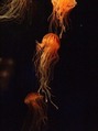 jellyfish