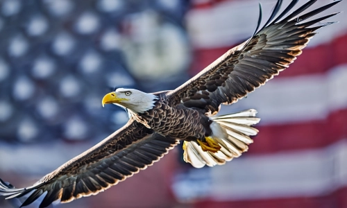 Majestic Bald Eagle