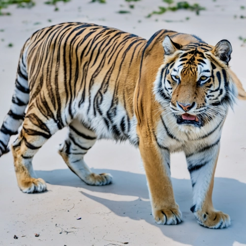 Majestic Bengal Tiger