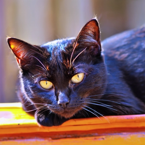 Majestic Black Cat