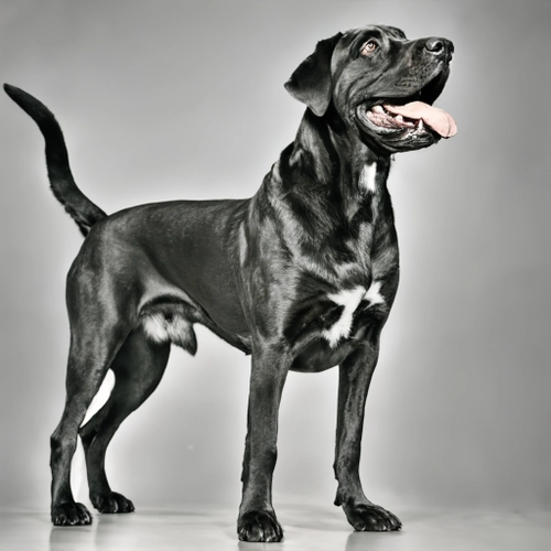 Majestic Black Dog