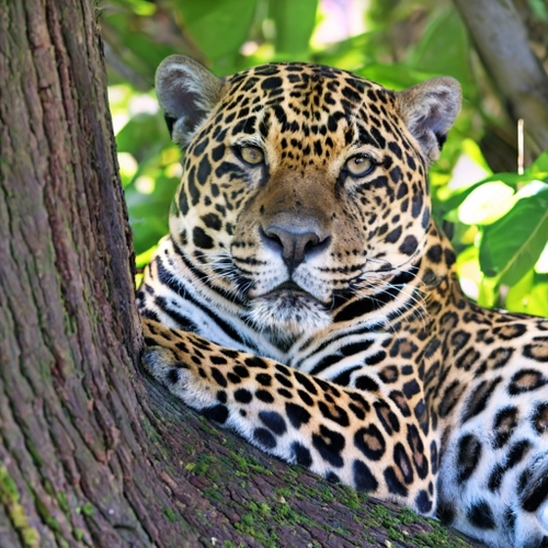 Majestic Jungle Leopard