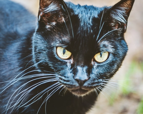 Mysterious Black Cat