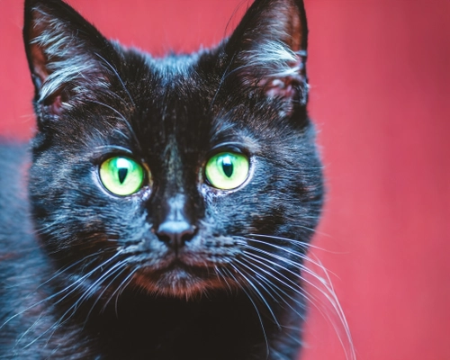 Mysterious Black Cat